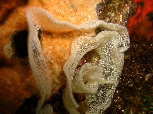 Limace Ponte Doris01.JPG